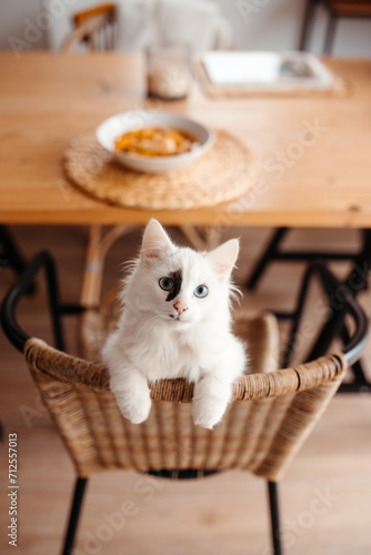 From above curious white cat with blue eyes looking upwards at a bowl of soup on a table photo