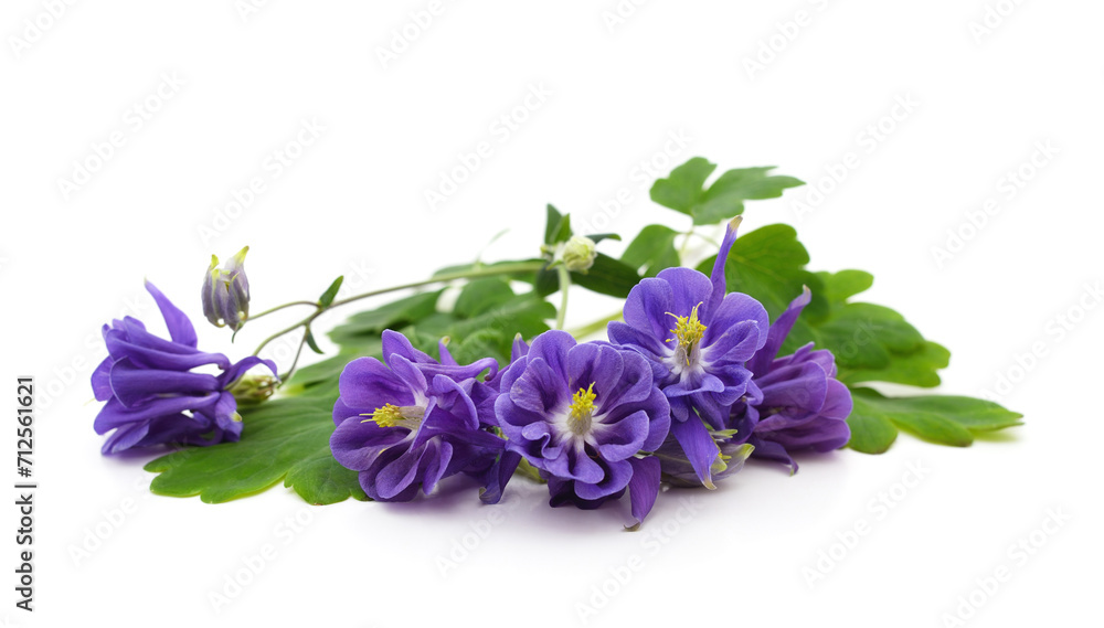 Purple bell flowers. Purple bell flowers.