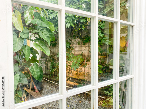 Plants in the garden visible from behind a transparent glass window with a white frame. Looking at the view from behind the window of the house. Stay at Home.