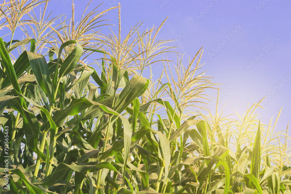 Fototapeta premium Sweet Corn Field with Blue Sky Background