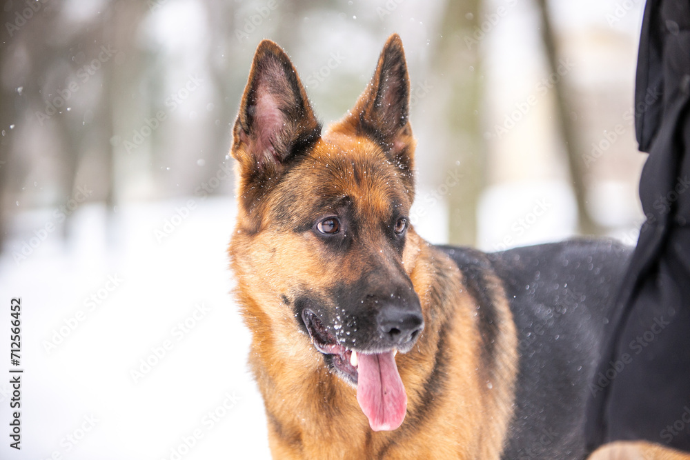 german shepherd dog in snow