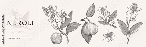 Set of flowers, buds and leaves of fragrant neroli. Beautiful tropical plant in engraving style. Botanical vector illustration for floral design in perfumery and cosmetology.