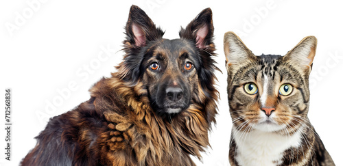 Joyful portrait of a dog and a cat looking at the camera together with happiness, cut out - stock png.