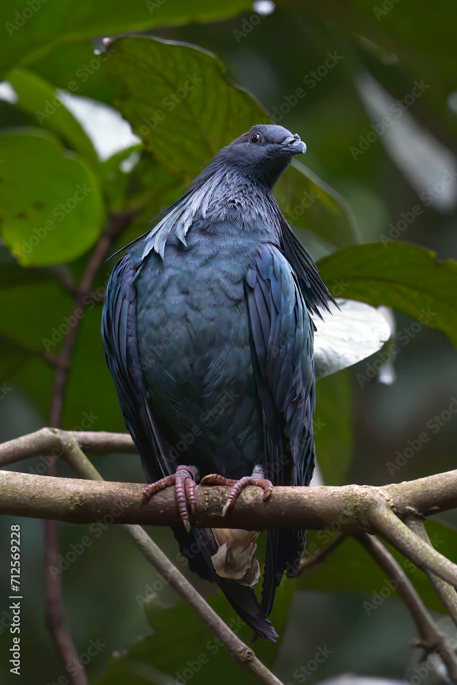 The nicobar pigeon perched on a tree branch The nicobar pigeon perched on a tree branch