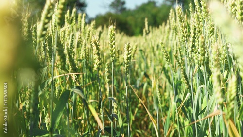 Green wheat ears gracefully dance in response to wind. In farmland field on summer day wheat adorned with green ears matures and ripens. Wheat plants thrive growing as part of cultivated crop in field