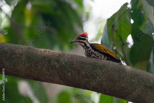 Common flameback woodpeckerDinopium javanense) making a nest  photo