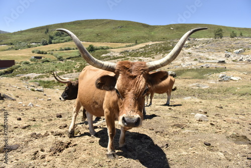 Vaca Cachena de galicia