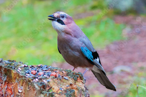 Foto A mockingjay with bright plumage - a bird of the jay genus of the corvid family of the passerine order - sits on a rotten stump