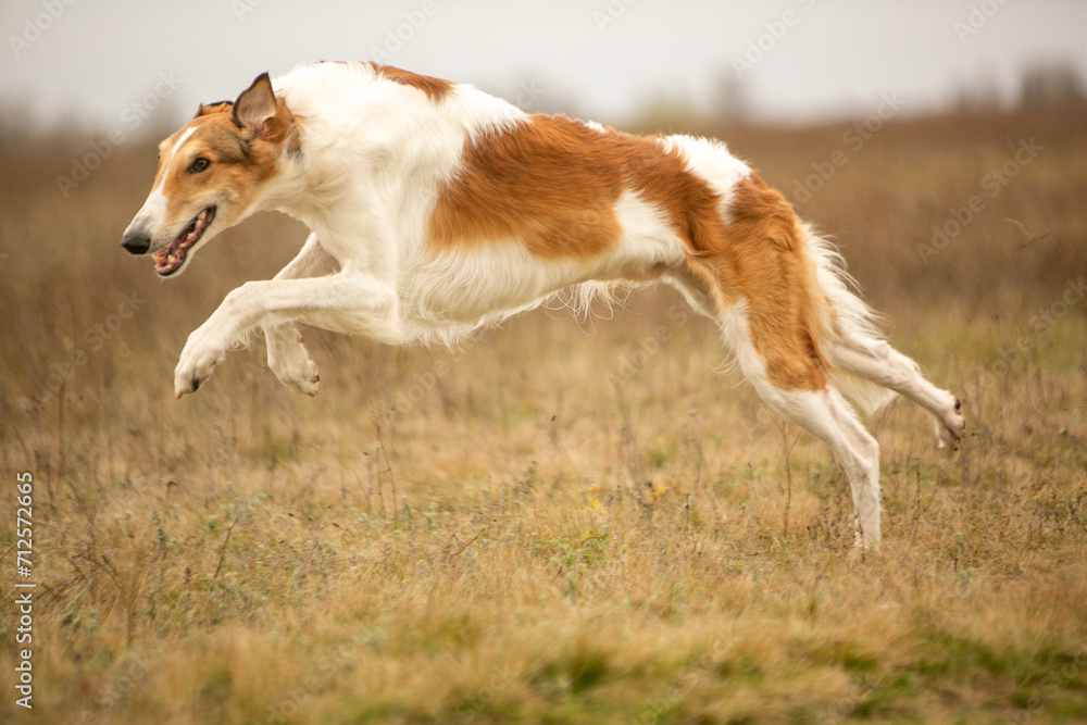 Russian Borzoi dog in the fields