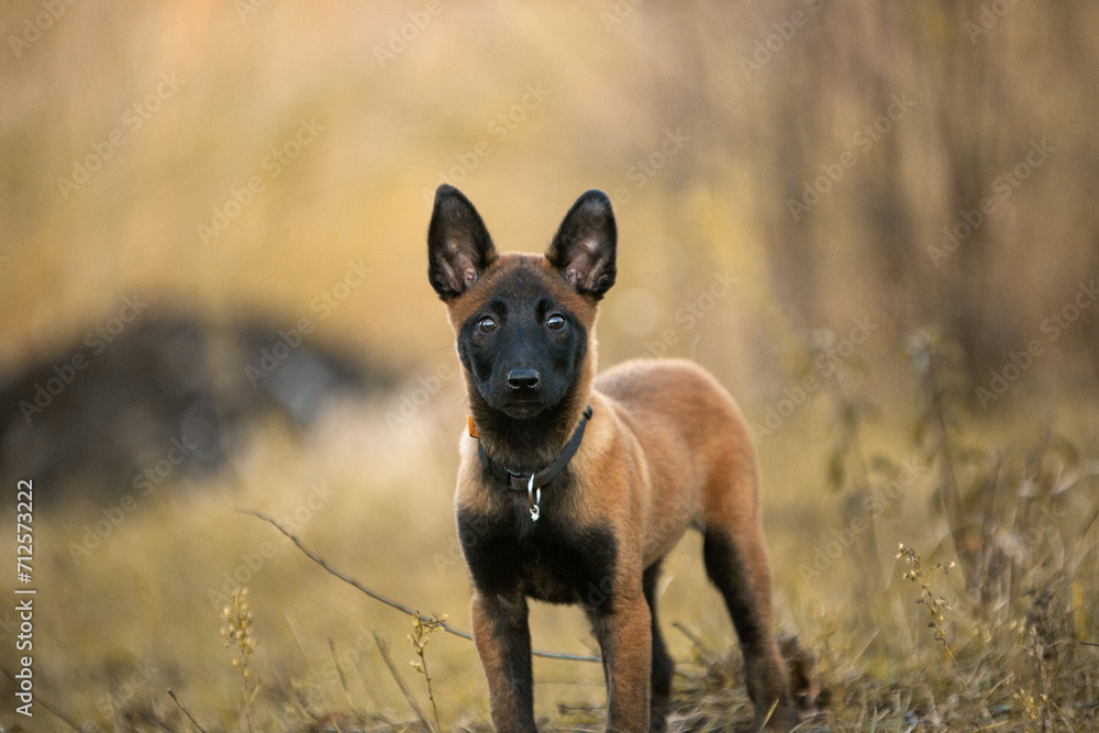 Belgian Shepherd puppy