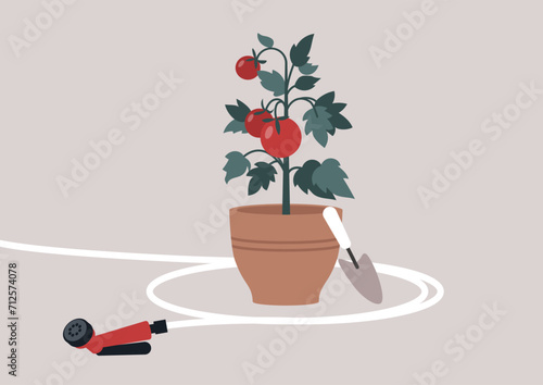 Lush red tomatoes thrive in a terracotta pot, embodying a home gardening hobby embraced by millennials, the essence of a sustainable and hands-on approach to cultivating fresh produce in urban space