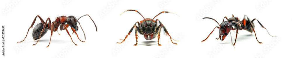 ant set isolated on a white background. Various poses and angles. macro photography style. white background. black ant with orange details. Full view of three ants in different angles. ant set isolated on a white background. Various poses and angles. macro photography style. white background. black ant with orange details. Full view of three ants in different angles.