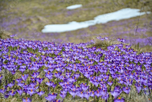 Purple crocus flowers blooming in Tatra mountains at spring time in Poland. Crocus scepusiensis flowers.