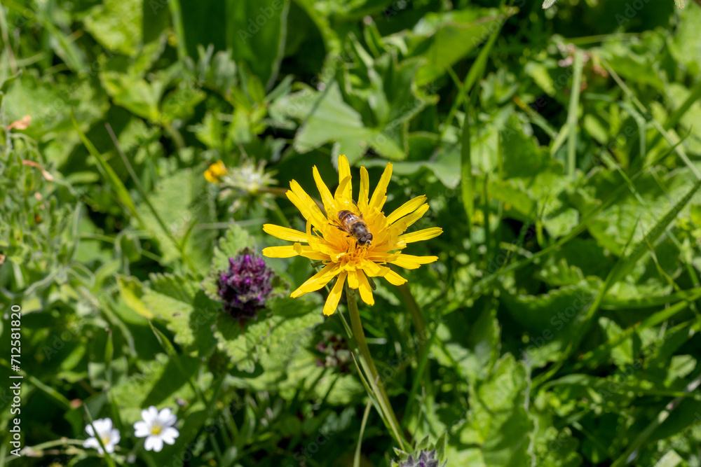 Walking in the highlands in a natural park, during the flowering of plants and warm weather. Walking in the highlands in a natural park, during the flowering of plants and warm weather.