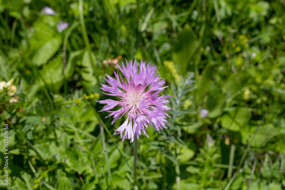 Walking in the highlands in a natural park, during the flowering of plants and warm weather. Walking in the highlands in a natural park, during the flowering of plants and warm weather.