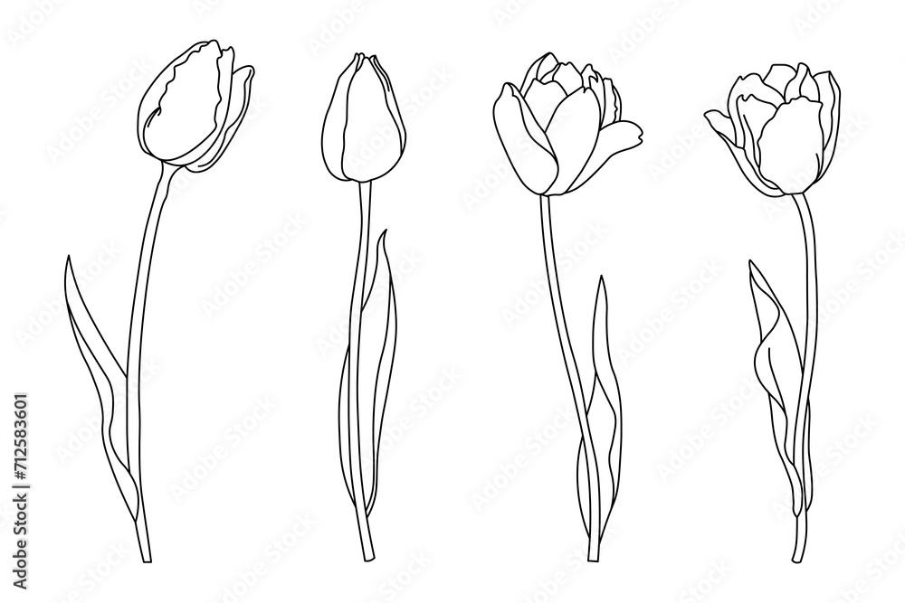 Set of contour tulips, line art. Spring flowers sketch, vector