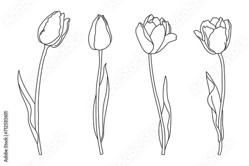 Set of contour tulips, line art. Spring flowers sketch, vector