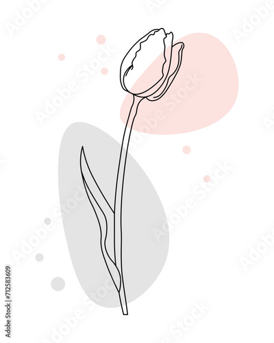 Outline tulip flower with pastel color spots added, line art. Floral poster, postcard, vector #712583609