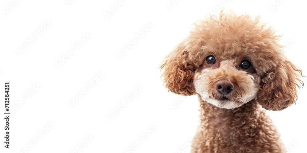 A curious apricot poodle with a fluffy coat and soulful eyes peering out against a clean white background. A curious apricot poodle with a fluffy coat and soulful eyes peering out against a clean white background.