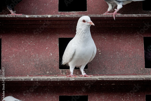 Fototapeta Naklejka Na Ścianę i Meble -  White Pigeons Perch in the Holes of their Cages