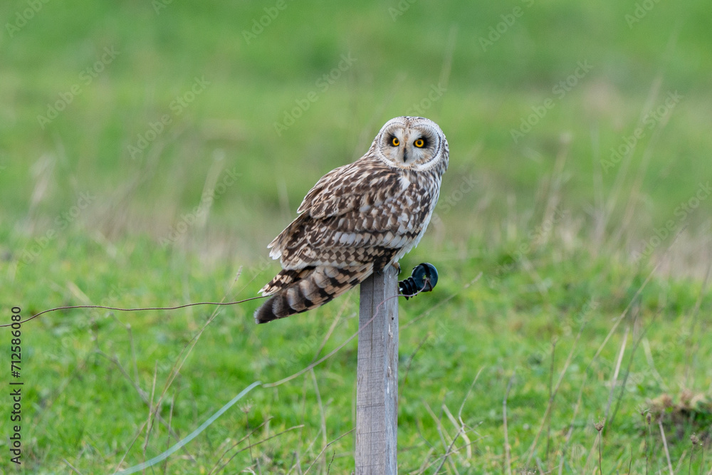 Hibou des marais, Hibou brachyote, Asio flammeus, Short eared Owl, region Pays de Loire; marais Breton; 85, Vendée, Loire Atlantique, France Hibou des marais, Hibou brachyote, Asio flammeus, Short eared Owl, region Pays de Loire; marais Breton; 85, Vendée, Loire Atlantique, France