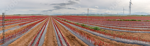 Φωτογραφία Planting future vine plants in nurseries