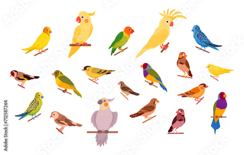 Decorative birds. Cartoon exotic domestic birds, canary, cockatoo, parrot, budgie and finch flat vector illustration set. Cute birds collection