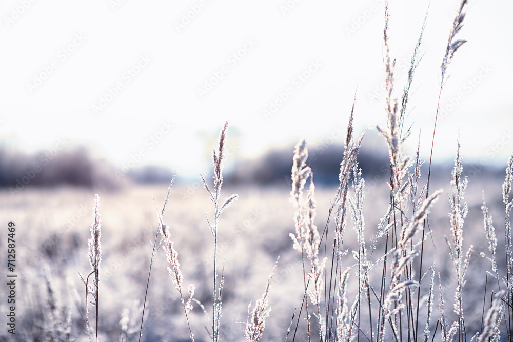 Obraz premium Winter atmospheric landscape with frost-covered dry plants during snowfall. Winter Christmas background