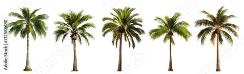 Set of green palm trees, cut out photo