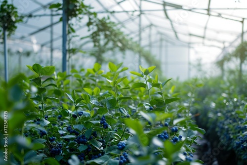 Growing blueberry harvest and producing vegetables cultivation in greenhouse. Concept of small eco green business organic farming gardening and healthy food