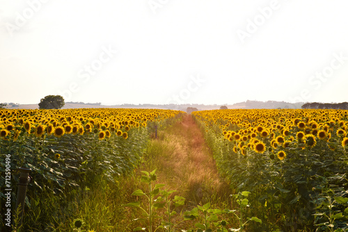 Stradella fra i girasoli, Toscana