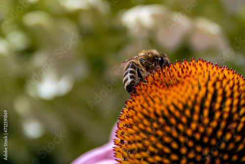 Biene auf Sonnenhutbl  te