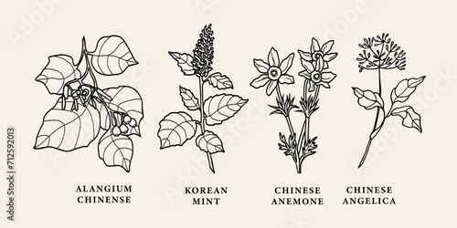 Line art Chinese herbs. Alangium chinense, Korean mint, anemone, angelica photo