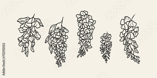 Line art wisteria flower collection
