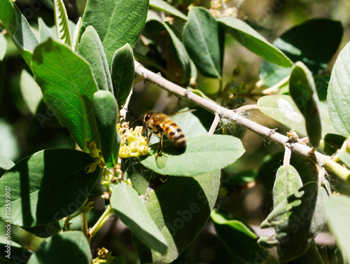 Bee Sitting On Leaf Gathering Pollen From Yellow Flower