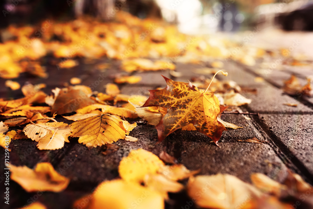 Beautiful Nature Autumn landscape. Scenery view on autumn city park with golden yellow foliage in Sunny day. Walking path in the city Park strewn with autumn fallen leaves.