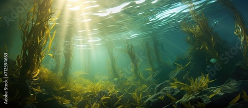 California kelp forest with sea surface ripples.
