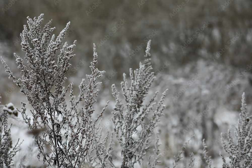 White snow on a bare tree branches on a frosty winter day, close up. Natural background. Selective botanical background. White snow on a bare tree branches on a frosty winter day, close up. Natural background. Selective botanical background.