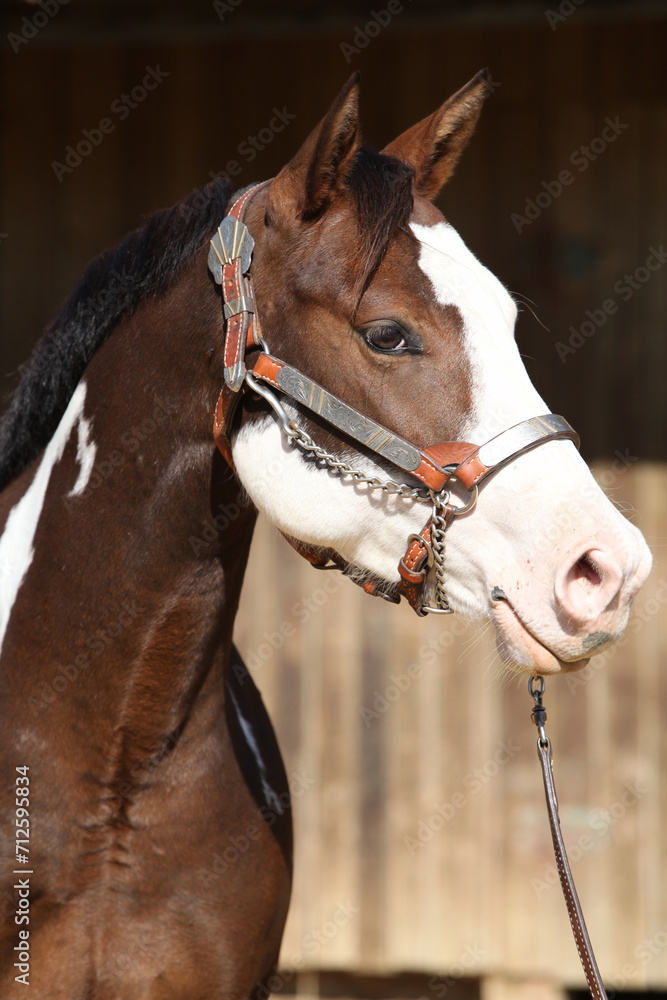 Fototapeta premium Portrait of amazing paint horse