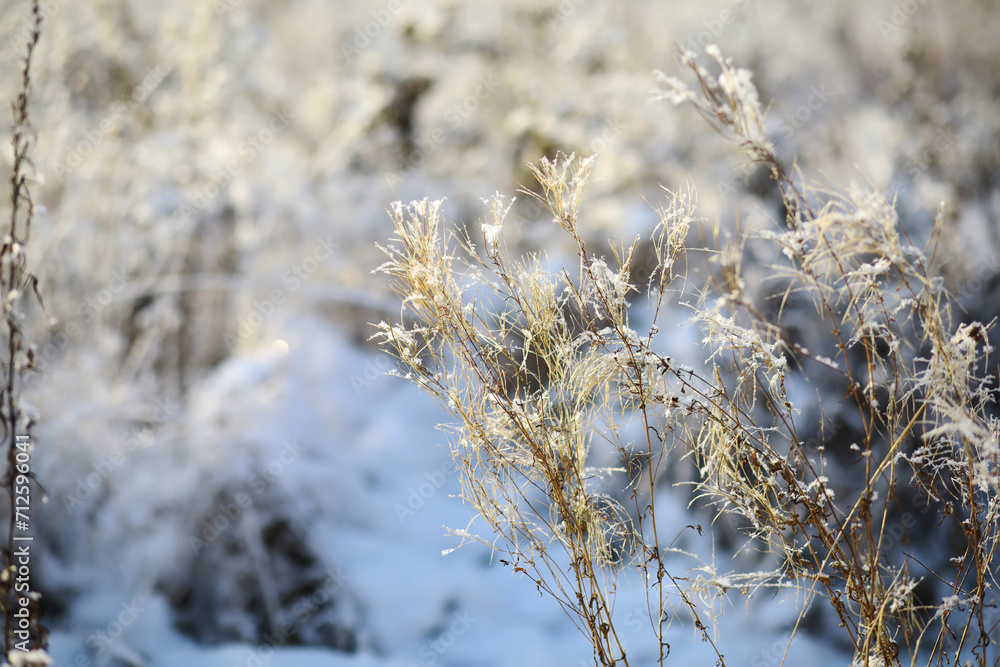 White snow on a bare tree branches on a frosty winter day, close up. Natural background. Selective botanical background. White snow on a bare tree branches on a frosty winter day, close up. Natural background. Selective botanical background.