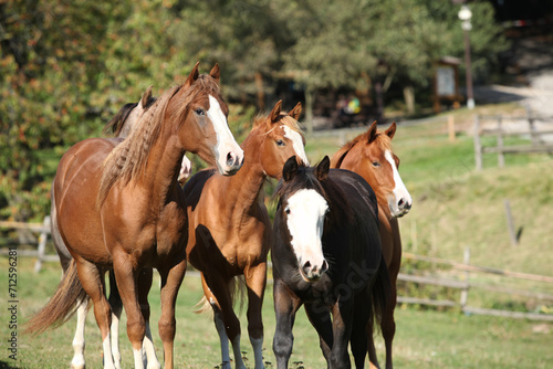 Group of paint horses on the pasturage © Zuzana Tillerova