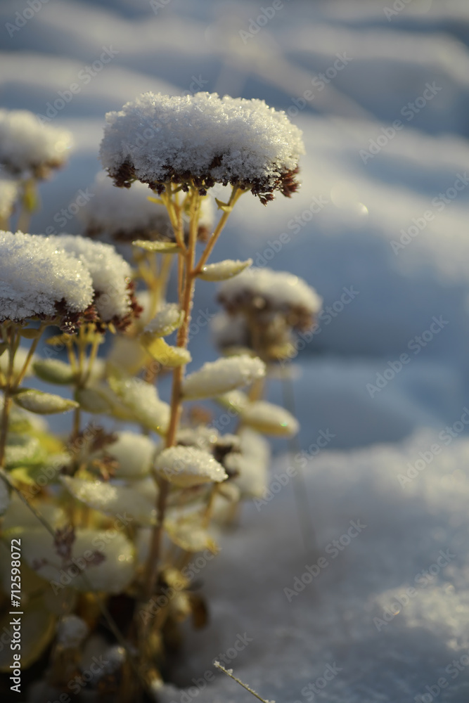 White snow on a bare tree branches on a frosty winter day, close up. Natural background. Selective botanical background. White snow on a bare tree branches on a frosty winter day, close up. Natural background. Selective botanical background.