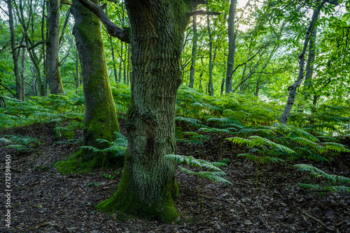 An england green forest in summer