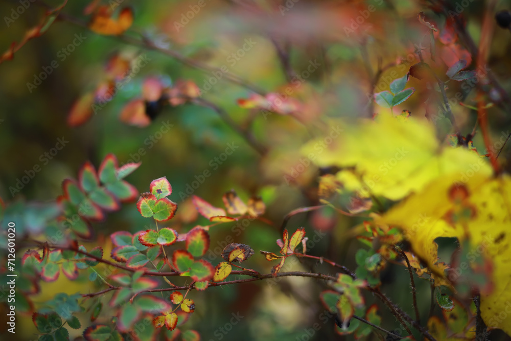 Beautiful autumn landscape with yellow trees and sun. Colorful foliage in the park. Falling leaves natural background Beautiful autumn landscape with yellow trees and sun. Colorful foliage in the park. Falling leaves natural background