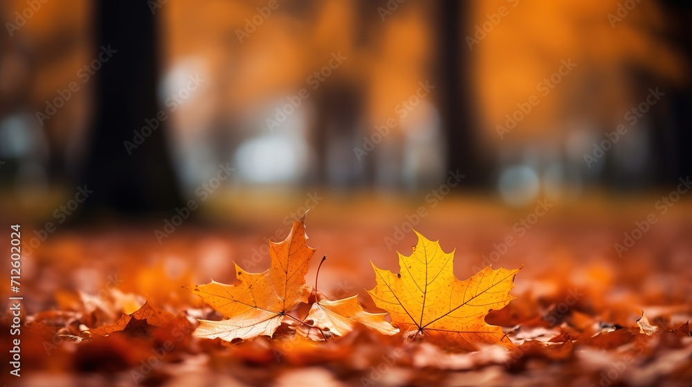 A stunning autumn landscape image adorned with yellow leaves and bathed in sunlight