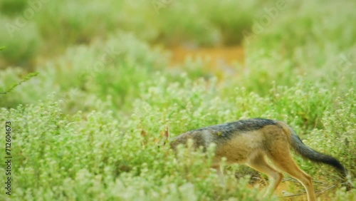 Slow Motion Shot of Jackal scavenging for a kill, running around searching for oppurtunity, hopeful African Wildlife in Maasai Mara National Reserve, Kenya, Africa Safari Animals in ecosystem.  photo