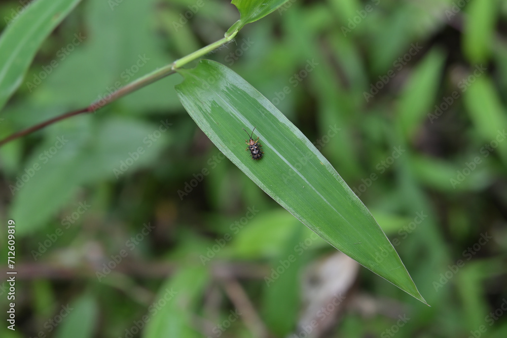 Overhead dorsal view a tiny spiny beetle is on top of a grass leaf in a lawn area Overhead dorsal view a tiny spiny beetle is on top of a grass leaf in a lawn area
