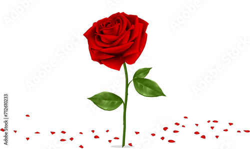 Redrose Background, red rose isolated on a white background photo