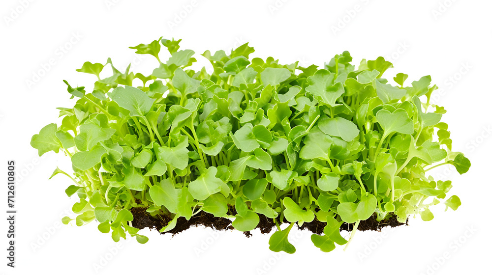 Obraz premium Lush green watercress bed with soil, perfect for health food content and agricultural marketing.