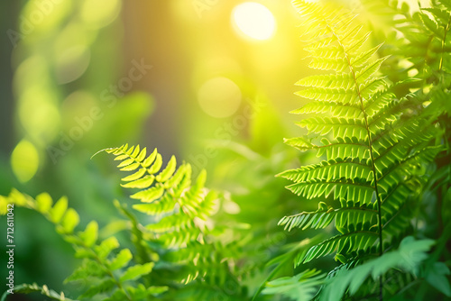 Sunlight streaming through vibrant green fern leaves in a lush forest.